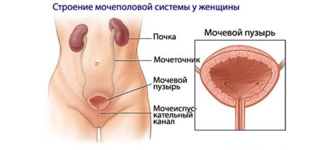 Как лечить мочевой пузырь — от народных, до врачебных методов