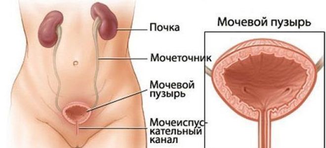 Что такое атония мочевого пузыря и как ее лечить