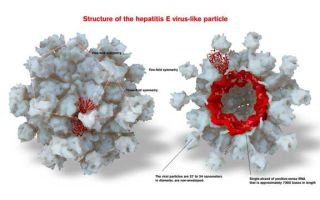 Гепатит g – поражение печени, вызванное представителем флавивирусов