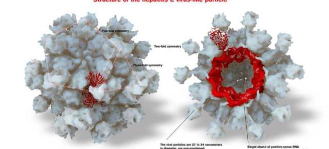 Гепатит g – поражение печени, вызванное представителем флавивирусов