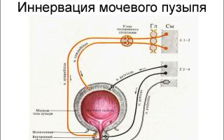 Особенности иннервации мочевого пузыря