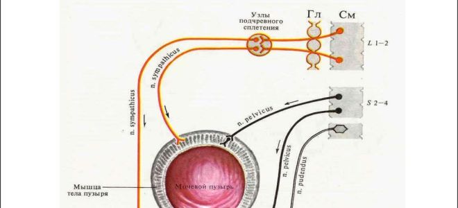 Особенности иннервации мочевого пузыря