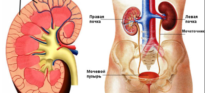 Диффузные изменения паренхимы почек