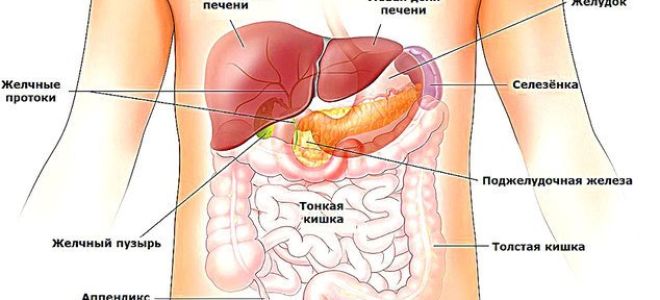 Голодание и печень – плохо сочетаемые понятия, несмотря на модные теории