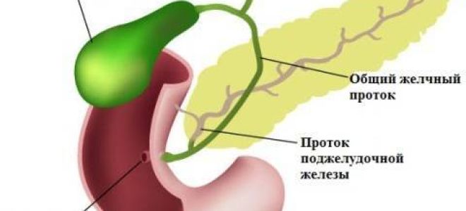 Связки печени – фиксирующее природное приспособление органа