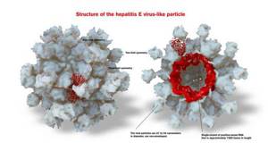 Гепатит g – поражение печени, вызванное представителем флавивирусов