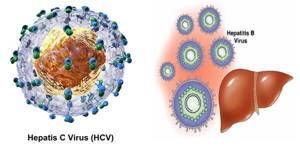 Гепатит С: сколько живет во внешней среде и в разных условиях