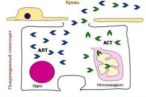 Показатели АЛТ и АСТ при гепатите растут из-за деструкции клеток органа