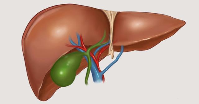 Желчный пузырь и поджелудочная железа связаны анатомически и функционально