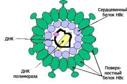 Гепатит австралийский – антиген, выявленный в крови больного гепатитом В