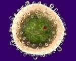 Острый вирусный гепатит – собирательный термин для группы заболеваний