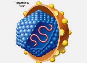 ПЦР на гепатит С – высокоточное исследование крови
