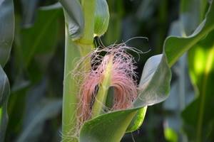Кукурузные рыльца: полезные свойства, способы применения и противопоказания