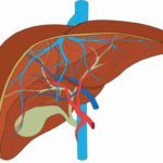 Печень и давление: взаимосвязь болезней органа и АД доказана