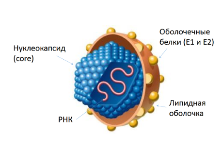 Вирусный гепатит А: механизм передачи, симптомы, лечение